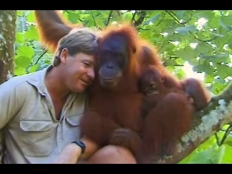 Crocodile Hunter Steve Irwin Has Emotional Encounter With Mother Orangutan.