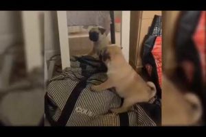 Cute And Funny Puppies Videos   Cute Puppies Doing Funny Things   Puppies TV