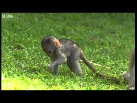 Cute baby monkeys at play | Cheeky Monkey | BBC