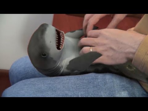 Cutest Baby Shark Happy Shark Funny Shark Cute Baby Animals Reaction