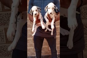 Cutest Dalmatian puppies available in all over Delhi with free delivery available 7291877952