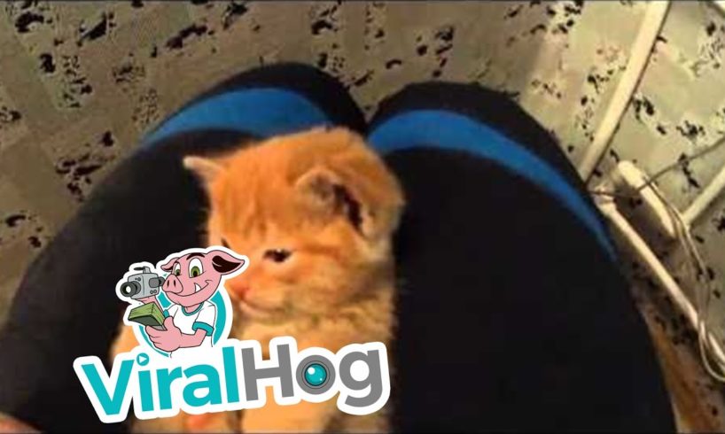 Cutest Kitten Ever Cleaning Itself || ViralHog