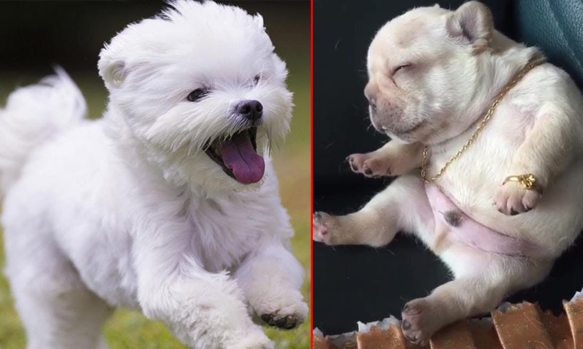 Cutest puppies world competition - vote for the cutest one | Amazing Moments