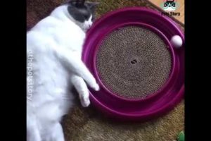 FUNNY ANIMAL VIDEOS 2019. FUNNY VIDEOS.