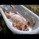 FUNNY DOGS, prepare yourself to CRY WITH LAUGHTER! - Best DOG VIDEOS