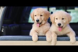 FUNNY PUPPIES AND CUTE PUPPIES VERY FUNNY VIDEO