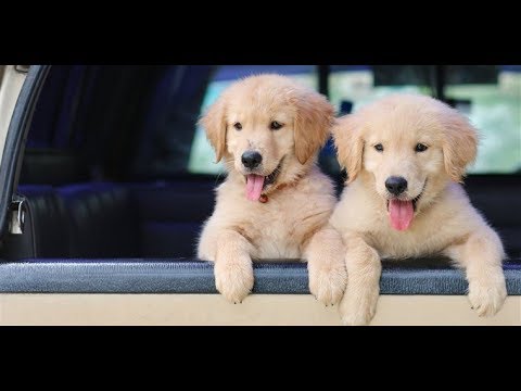 FUNNY PUPPIES AND CUTE PUPPIES VERY FUNNY VIDEO