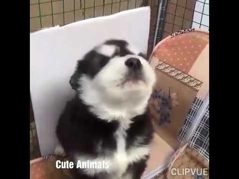 #FUNNY PUPPIES AND CUTE PUPPIES...       FUNNY ANIMALS