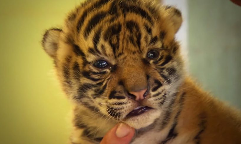 Handraising Twin Tiger Cubs | Tigers About The House | BBC