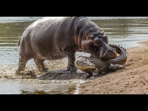 Hippo Attack Crocodile , Hippo vs Crocodile Real Fight