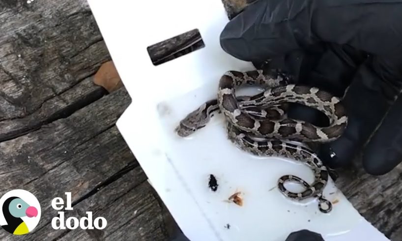 Hombre salva a esta pequeña culebra de una trampa | El Dodo