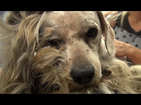 Hope For Paws: Benji was homeless his whole life... WATCH what happens next!  Please share.