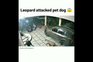 Leopard attacked pet dog ! Dangerous animal fighting! Dog vs Leopard