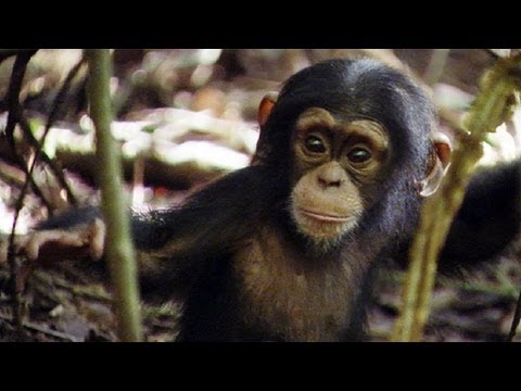 Lil' King of the Swingers | Amazing Animal Babies | Chimps (Ep 8) | Earth Unplugged