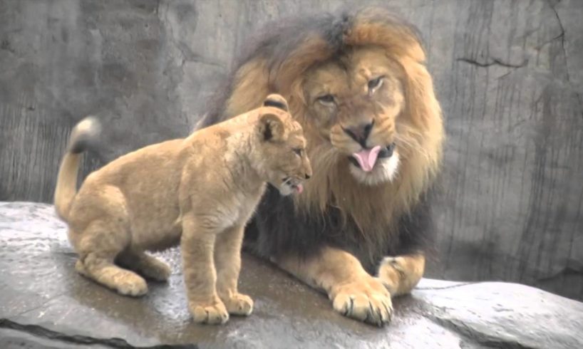 Lion cubs meet dad