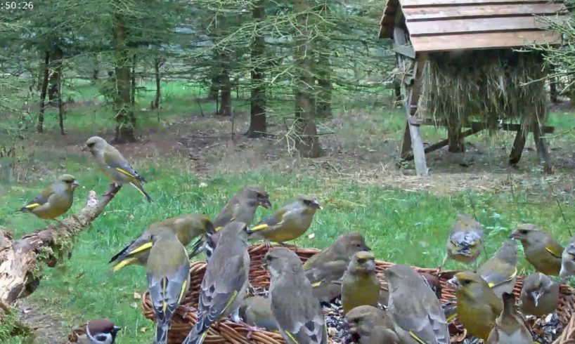 Live Animal / Bird Cam - Czech Republic (Jays, woodpeckers, squirrels)