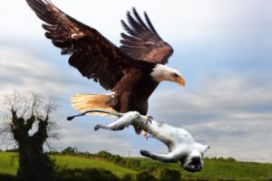 Most Amazing Moments Of Wild Animal Fights! Eagle Hunting MonkeyEagle Attacks