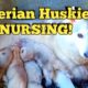 My Siberian Husky NURSING Her Cute Puppies | Good Job Cersei