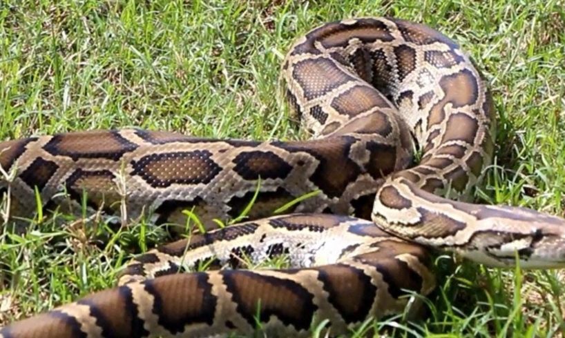 Pangolin vs Python : Young couple Rescued Pangolin from Python Attacking   Traps Wilderness