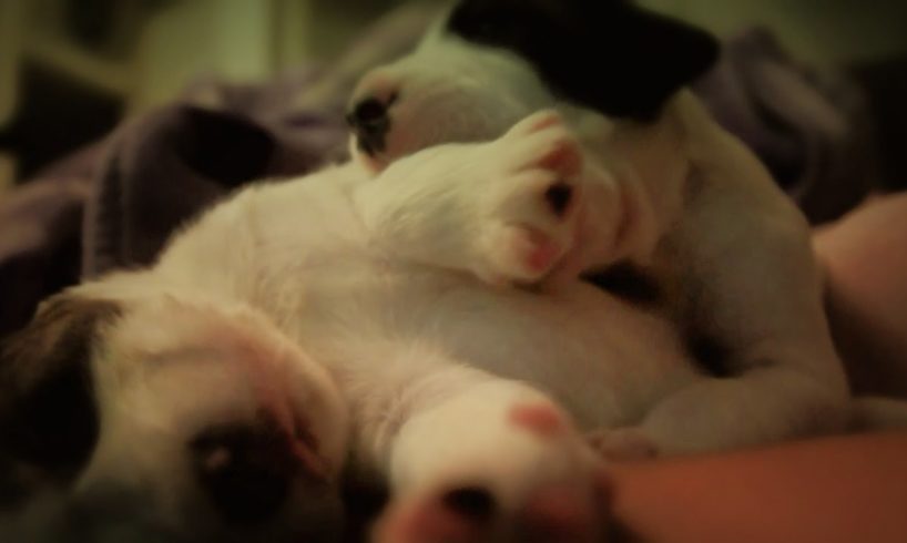 Paws of cute Puppies