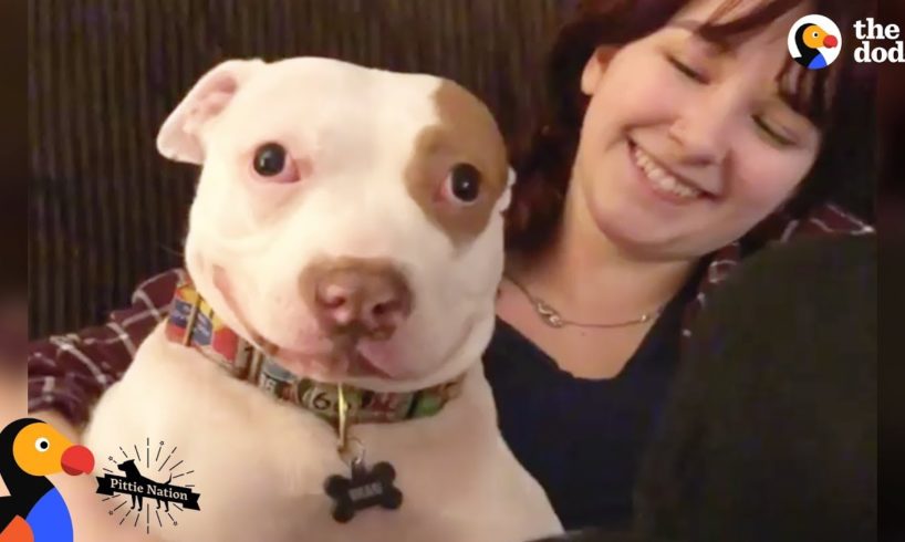 Pit Bull Dog Makes His Family Whole Again - BEAU | The Dodo Pittie Nation