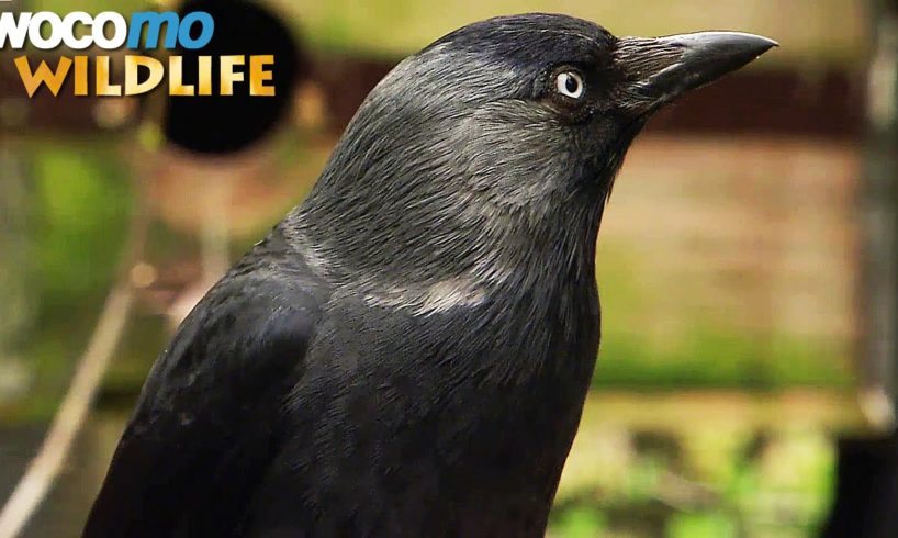 Ravens and crows -  the most intelligent birds in the world (animal documentary in HD)