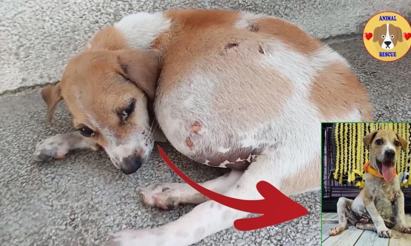 Rescue Poor Puppy with Big Stomach UPDATE