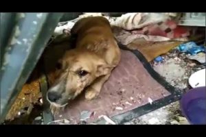 Rescuing Dog Hit by a Car When He went To Receive Distributed Food