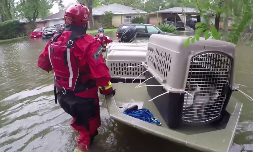 Rescuing thousands of animals from disasters