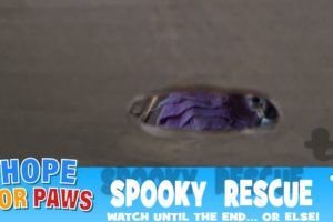 Spooky rescue - watch until the end... or else!