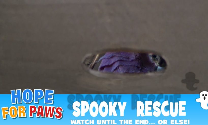 Spooky rescue - watch until the end... or else!