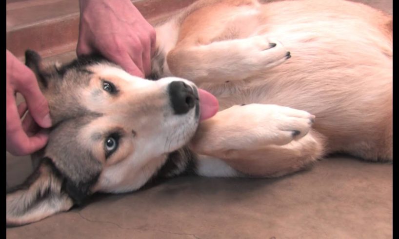 The Abilene Animal Shelter hosts a sale on rescued animals