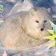 Top 10: Animals that Love the Snow