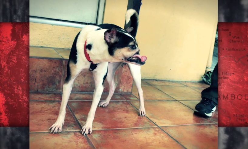 Wacku, Dog Meat Victim | SPCA International | Global Animal Rescue