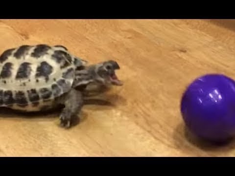 ЖИВОТНЫЕ ИГРАЮТ в МЯЧ - Amazing Animals Play with Ball