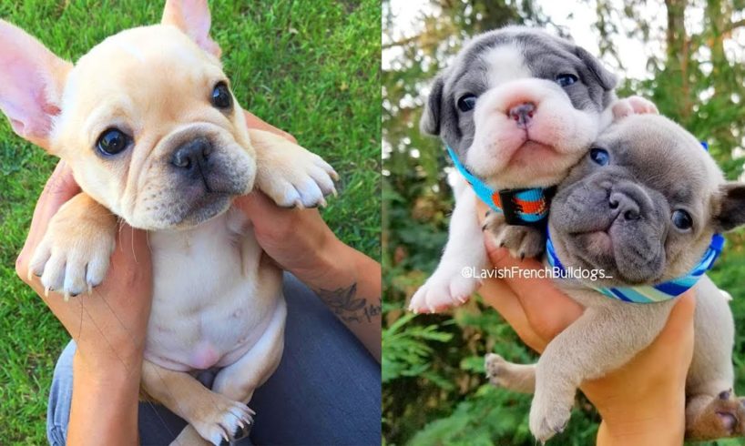 FRENCH BULLDOG PUPPIES | Funny and Cute French Bulldog Puppies Compilation # 14 | Cute pets