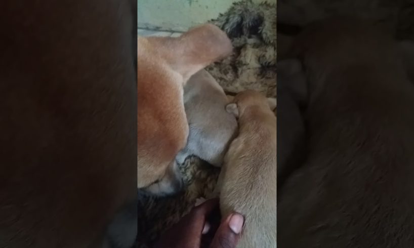 A brown stray dog given birth to 6  cute puppies