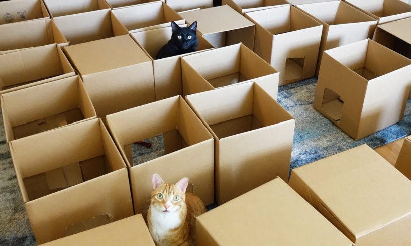 AMEOW-ZING 50 Box Cat Maze!