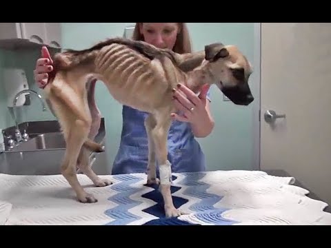 Abused  & Starved Street Dog Rescued! Emotional & Inspiring Animal Rescue #2019