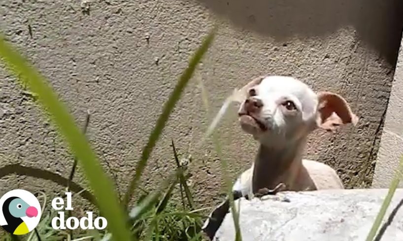 Agresiva y aterrada perrita es encontrada bajo un puente | El Dodo