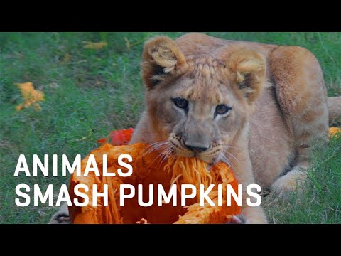 Animals SMASH Halloween Pumpkins