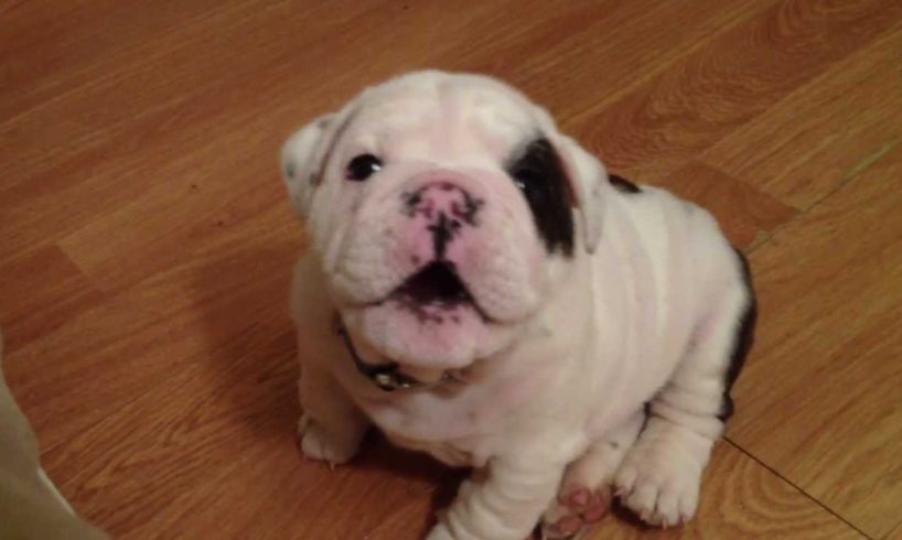 Bentley the Bulldog Puppy is fussy