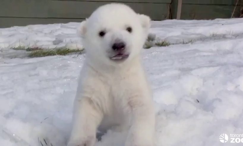 Best and funniest BABY animals enjoying SNOW