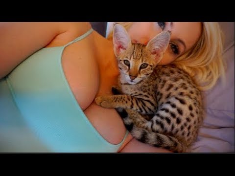 Cute Kitten Purring