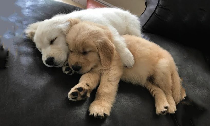 Cute Puppies Fighting Over Pear,and then Comes Mom Dog and Takes Pear Away