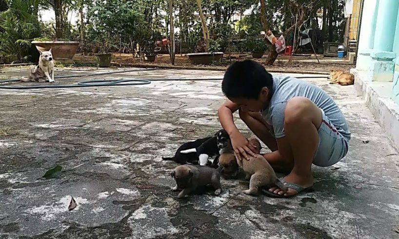 Cute Puppies Playing With My Boy