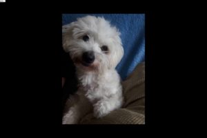 ⭐⭐ Cute Puppies Videos Funny -⭐⭐ Coton de Tuléa