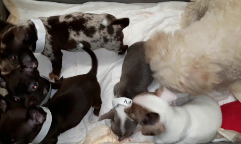 Cute Puppies, pups, Chihuahua baby, Poodle baby, tiny pups