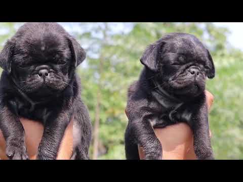 Cute puppies of Black pug call 7275863266 / 9140752208