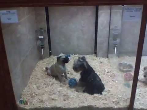 Cute puppies play fighting